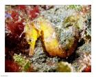 Yellow Hippocampus Kuda (Estuary Seahorse)