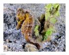 Hippocampus Kuda (Yellow Estuary Seahorse)