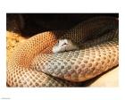 Indian Cobra Coiled Up