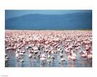 Large Number of Flamingos at Lake Nakuru