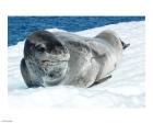Leopard Seals In Antarctica
