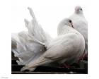 Little White Dove, Colchester Zoo