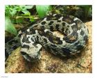 Ocellated Mountain Viper