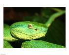 Palm Pit Viper