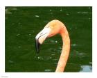 Phoenicopteridae Flamingo