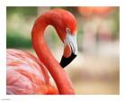 Phoenicopterus Chilensis Fort Worth Zoo, Texas, USA