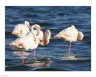 Phoenicopterus Roseus on Walvis Bay