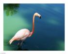 Phoenicopterus Ruber National Zoo of Cuba, Havana