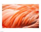 Flamingo Feathers Closeup
