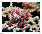 Pygmy Seahorses