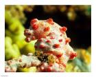 Pygmy Seahorse