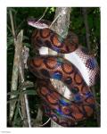 Rainbow Boa