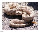 Rattlesnake