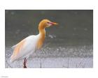 Red-Flush Cattle Egret