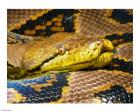 Reticulated Python