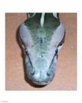 Rock Python Head