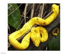 Yellow Eyelash Viper