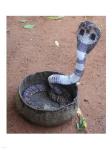 Indian Cobra