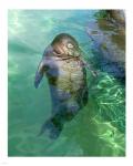 Hawaiian Monk Seal