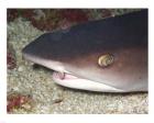 Whitetip Reef Shark Head