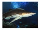 Inside Aquarium Tunnel Viewing Sharks