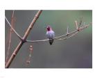 Anna's Hummingbird