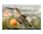 Anna's Hummingbird Hen