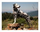 Dalmation