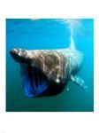 Basking Shark