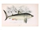 Basking Shark Jonathan Couch
