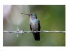 Blue-Chested Hummingbird