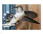 Broad-tailed Hummingbird Female Landing at Feeder