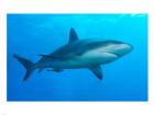 Carribbean Reef Shark