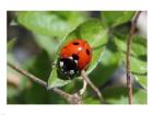 Coccinellidae