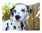 Dalmatian Portrait