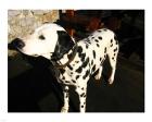 Dalmatian in Croatia