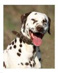 Dalmatian Portrait