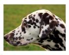 Dalmatian Profile