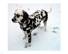 Dalmatian in Snow