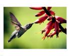 Hummingbird Canon