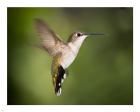 Hummingbird Texas