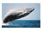 Humpback Whale Breaching