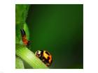 Ladybug and Friend