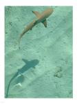 Maldives Blacktip Reef Shark, Carcharhinus Melanopterus