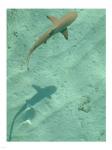 Maldives Blacktip Reef Shark, Carcharhinus Melanopterus