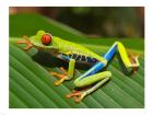 Red Eyed Tree Frog