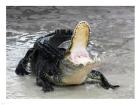 Alligator Mississippiensis Defensive