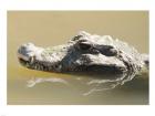 Caiman Displaying Fourth Tooth