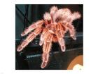 Chilian Fire Hair Tarantula