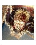 Spider Close Up